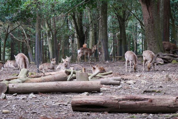 Park v centru Nary s jeleny sika.