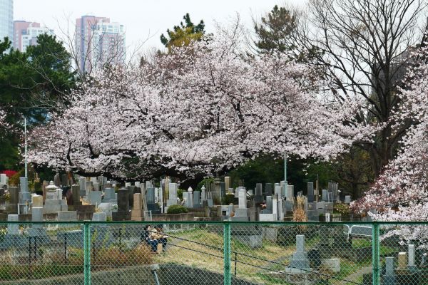 Park v Aoyamě, současně hřbitov plný rozkvetlých sakur.