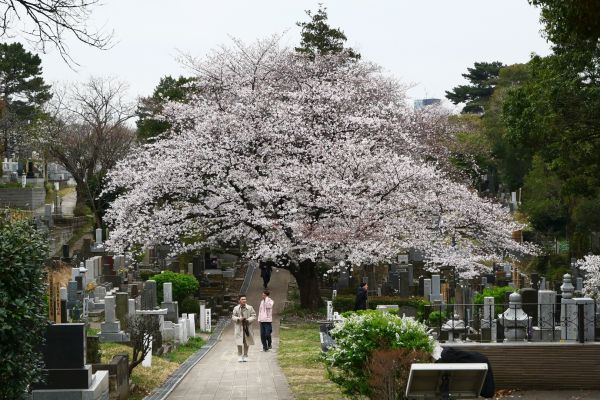 Je to zajímavé spojení rozjímání nad jarní krásou a vzpomínkami na zesnulé.