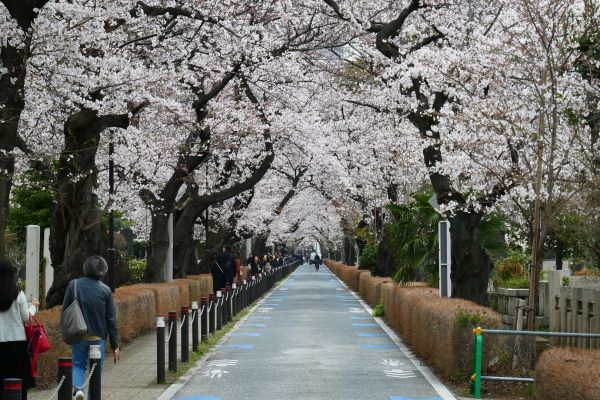 Hlavní třída skrz park v Aoyamě.