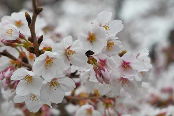 Jedna z nejoblíbenějších japonských sakur.