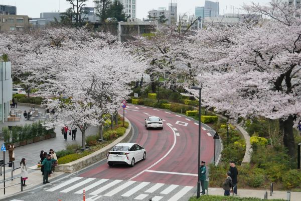 Nákupní centrum v Roppongi, kolem sakury v plném květu. Na přechodu dva hlídači pouštějící chodce podle svého uvážení.