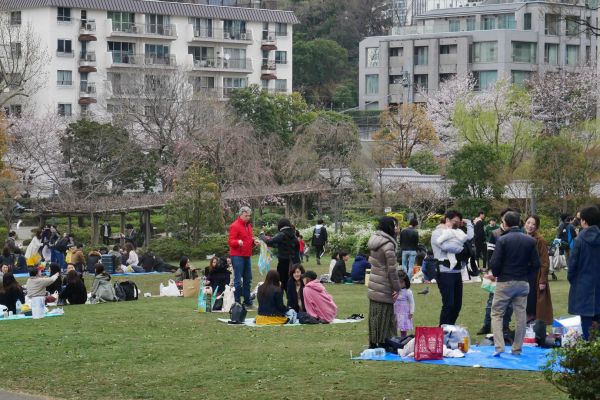 Slavení Hanami pěkně pojaponsku, na louce na dece. Nikomu nevadí, že není úplně nejtepleji.