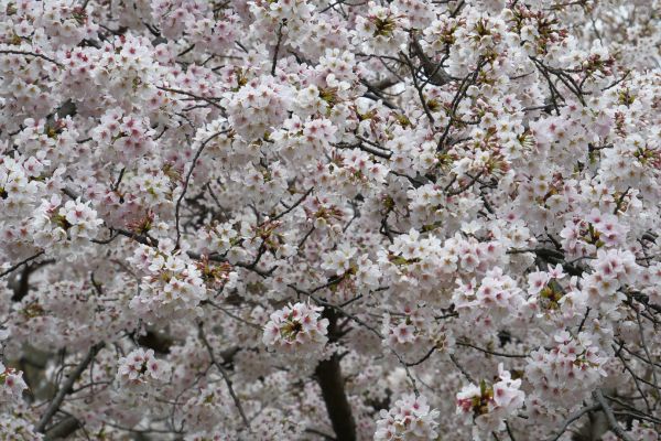 Kvůli tomuto tu dneska všichni jsou. Sakury v plném květu.