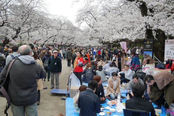 Oslavy Hanami v Ueno parku. Davy proudí tam a zpátky mezi slavícími lidmi.