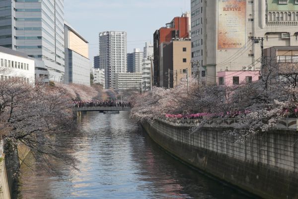 Řeka Maguro obsypaná sakurami.