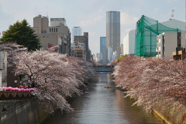 Řeka Maguro obsypaná sakurami.