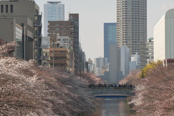 Řeka Maguro obsypaná sakurami.