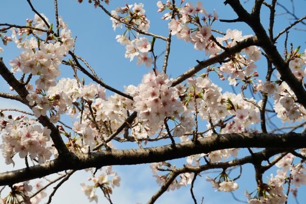 Sakury. Některé v plném květu, některé v něm teprve budou.