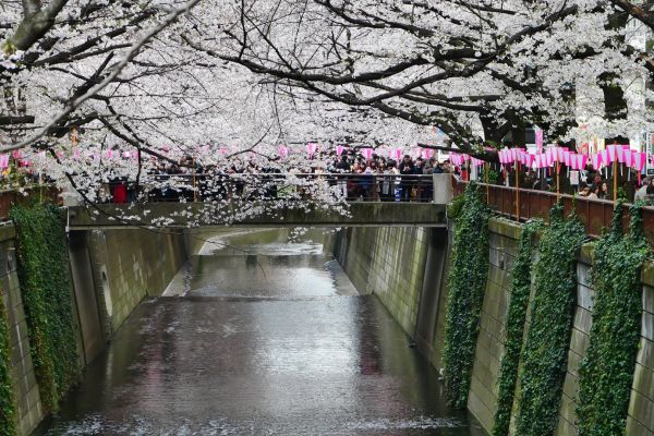 Řeka Maguro obsypaná sakurami a fotícími lidmi.