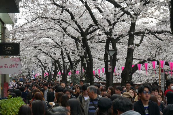Řeka Maguro obsypaná sakurami a fotícími lidmi.