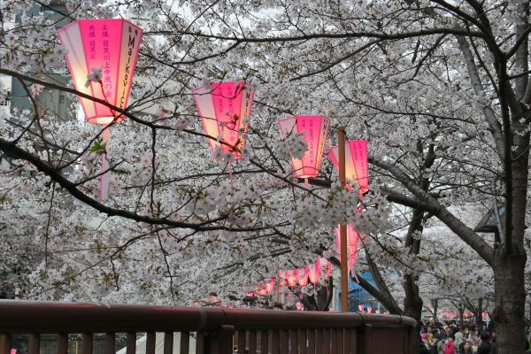 Lampióny se s přicházejícím večerem rozsvítily.