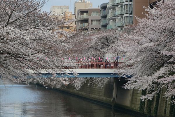 Oba břehy řeky Maguro spojuje plno mostků, všechny jsou permanentně plné, je z nich skvělý výhled na sakury.