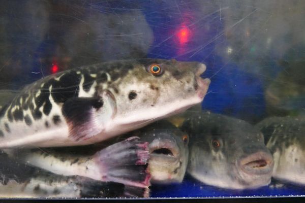 Jedovaté ryby fugu.