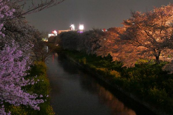 Noční Kawagoe během hanami, aleje sakur kolem řeky.