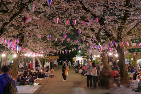 Poklidné oslavy hanami v chrámovém komplexu Kitain v Kawagoe.