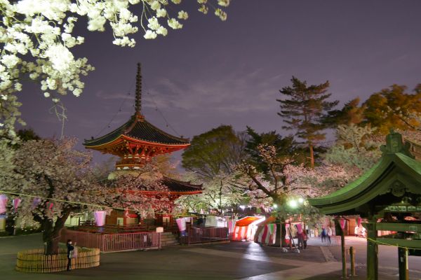 Chrámový komplex Kitain v Kawagoe ozdobený rozkvetlými sakurami.