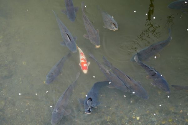 ..který je plný kaprů, ale nikdo si jich ani nevšimne.