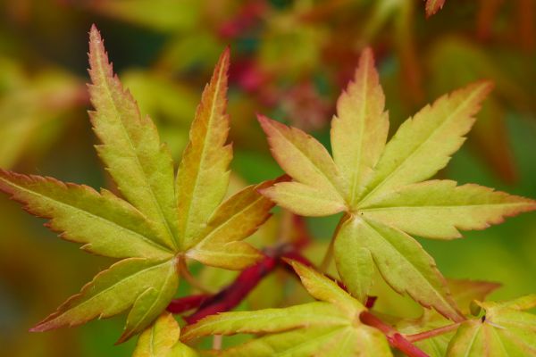 Začíná jaro, japonské javory se olisťují.