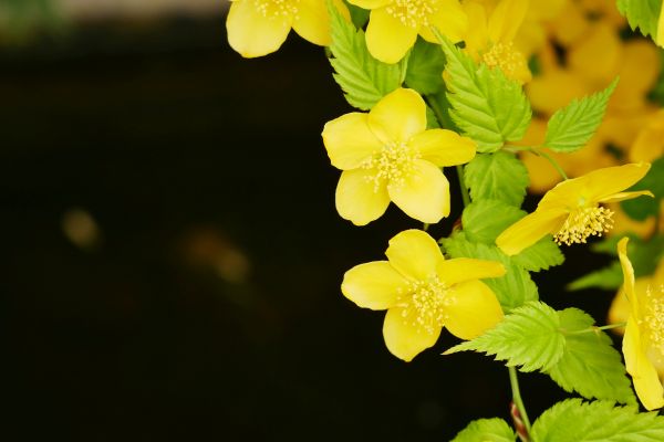 A zákuly začínají rozkvétat také.