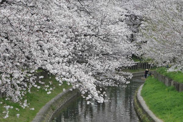 Rozkvetlá řeka kolem Kawagoe...