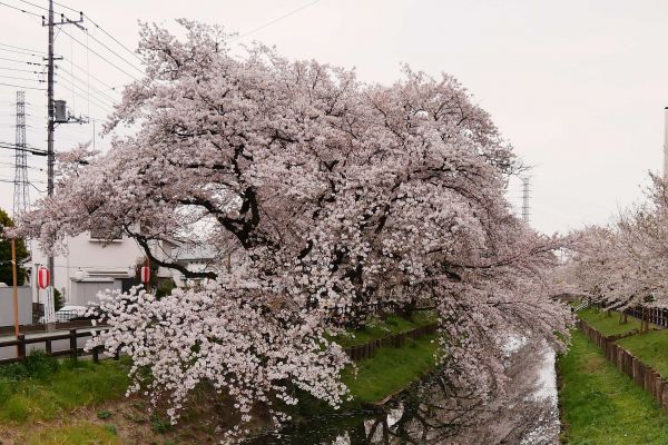 Z obsypaných sakur sněží okvětní lístky.