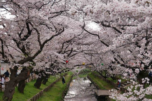 Rozkvetlá řeka kolem Kawagoe.