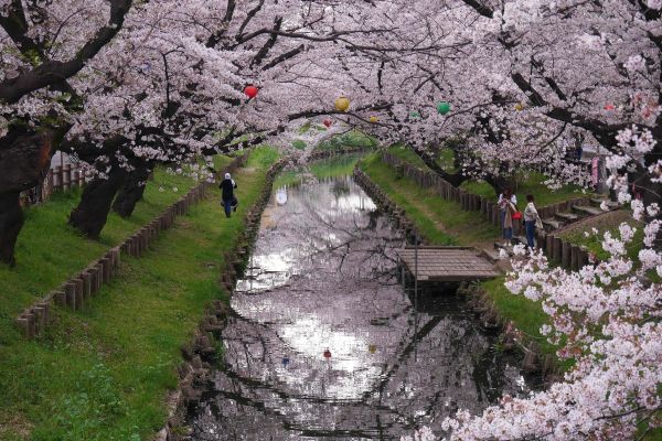 Rozkvetlá řeka kolem Kawagoe.
