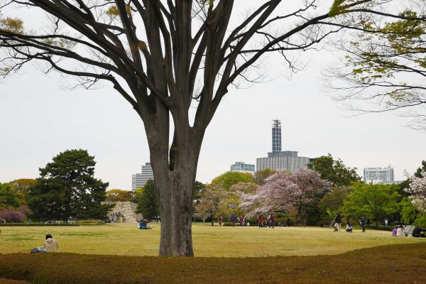 Zahrady císařského paláce v Tokyu.