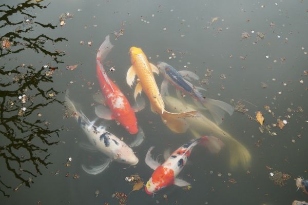 Japonští kapři v japonských zahradách císařského paláce.