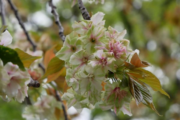Některé kultivary sakur jsou opravdu velmi neobvyklé.