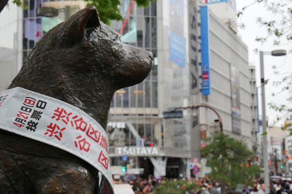Socha psa Hačika, který po úmrtí svého pána chodil dalších několik let na nádraží v Shibuye na něj čekat.