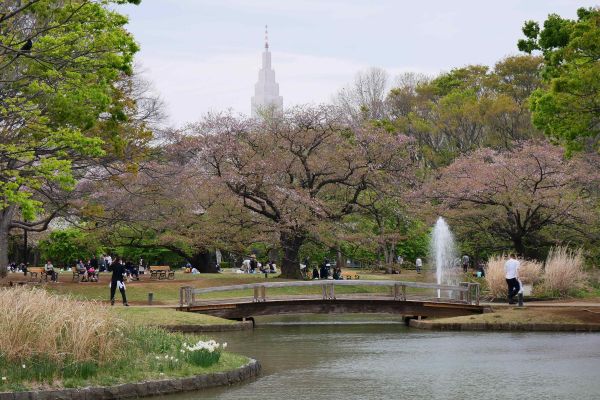 Yoyogi park s rozkvetlými sakurami.
