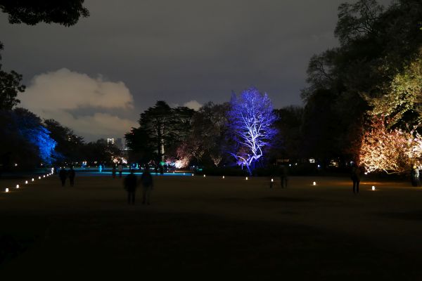 Shinjuku gyoen zahrady, které byly v době kvetení sakur nasvícené různými barvami.