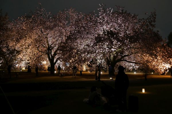 Nasvícené kvetoucí sakury v zahradách Shinjuku gyoen.