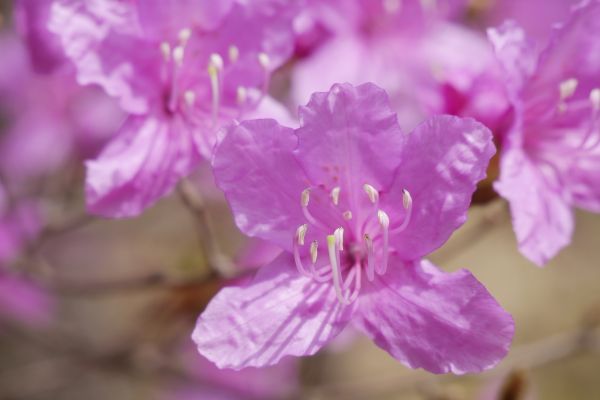 Azalky už začínají kvést.