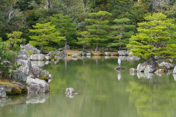 Malebné okolí zlatého pavilonu Kinkakuji.