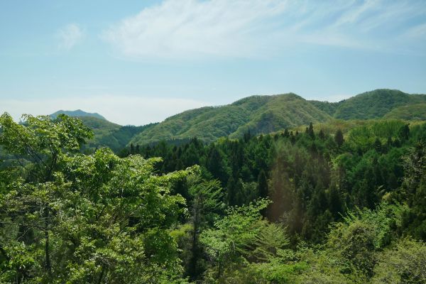 Lesy kolem Karuizawy, cestou přes horský pas do Nagana.