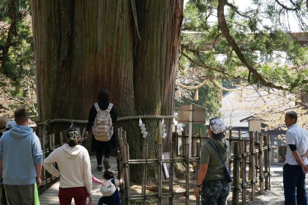 Posvátný cedr u svatyně nad Naganem.