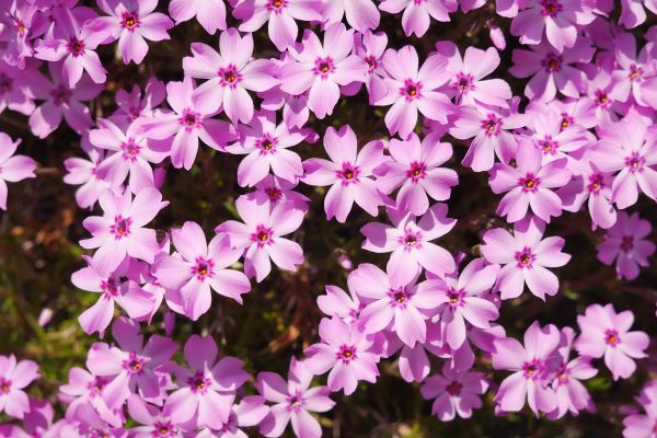 Jarní květiny tu mají lehké zpoždění, všude jinde v nižších polohách už je vše odkvetlé.