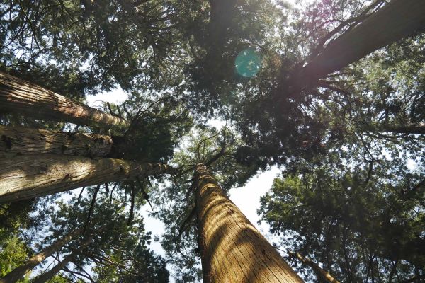 Cedrové porosty v horách nad Naganem.