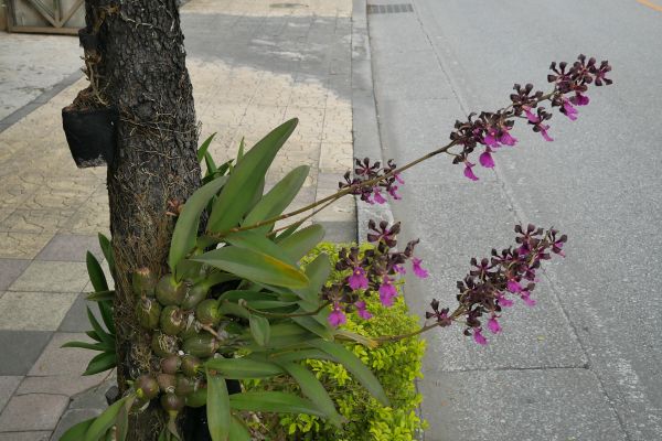 Orchideje jsou skoro na každém stromě.