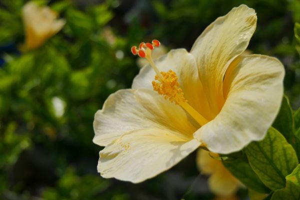 Ibišky zde kvetou na každém kroku.