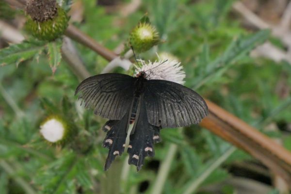 Na mysu Maeda je větší park s mnoha motýly.
