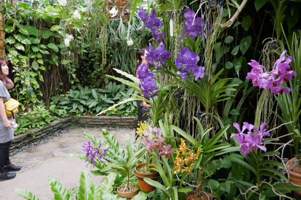 Jsou plné orchidejí...