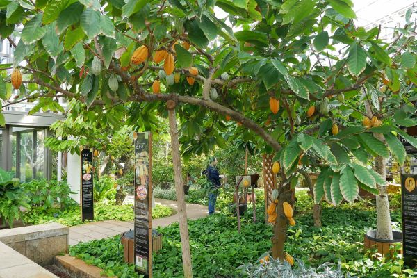Skleníky v EXPO parku s exotickými stromy.
