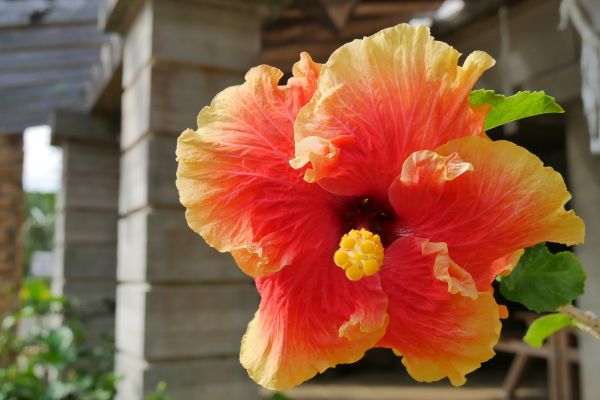 A zase ty ibišky, velké jako dlaň.