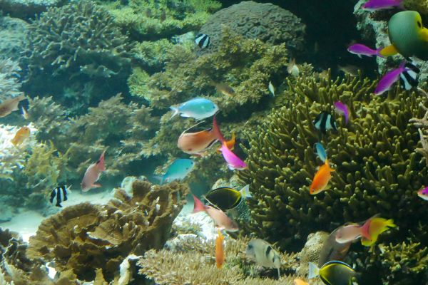 Akvárium Churaumi v EXPO parku.