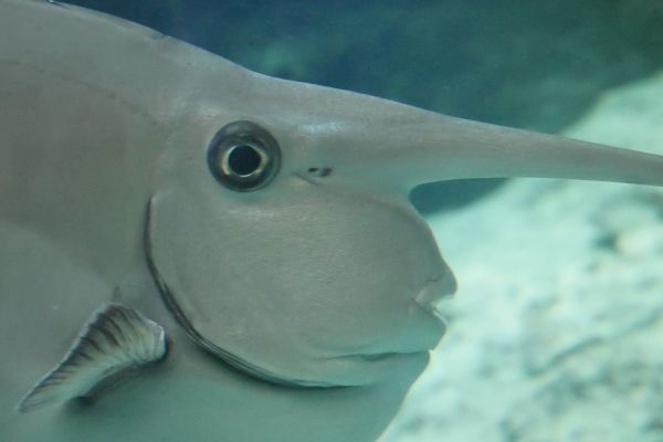 Fauna v akváriu Churaumi.