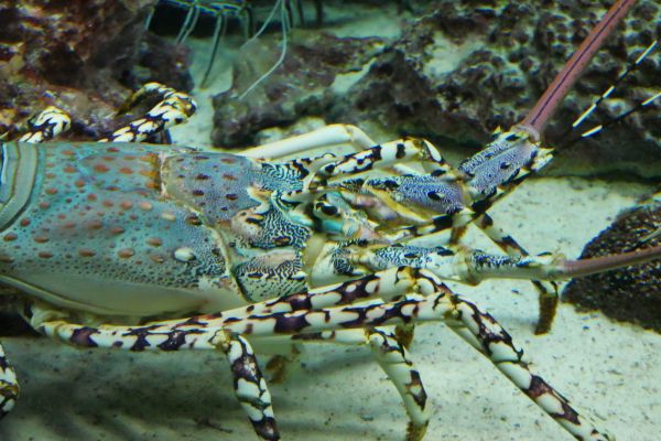 Obří langusta v akváriu Churaumi.